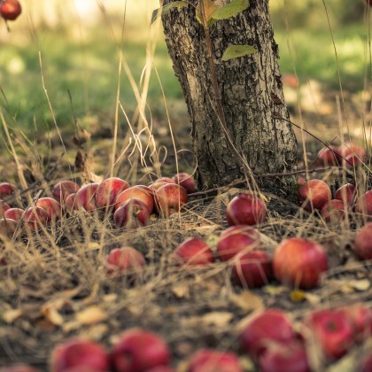 Apple Picking at Minnetonka Orchards