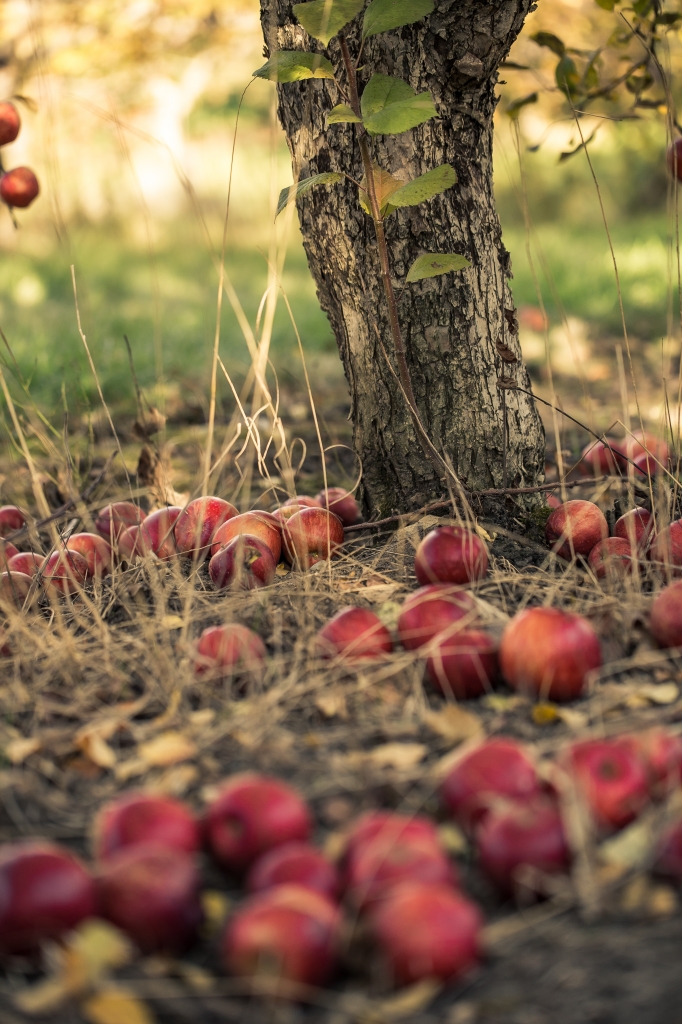 Apple Picking at Minnetonka Orchards