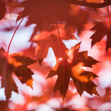 Fall Colors in Minnesota