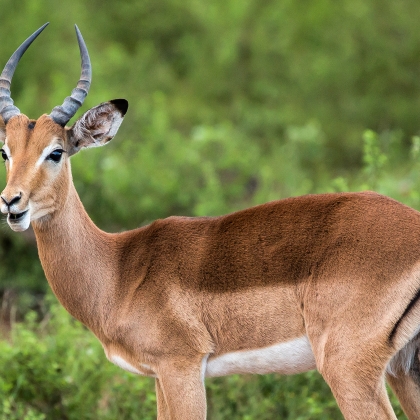 South Africa Impala