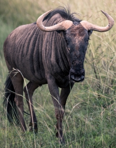 South African Wildebeest