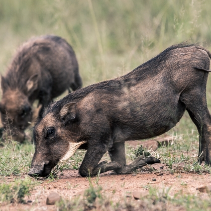 South African Warthogs grazing on their knees